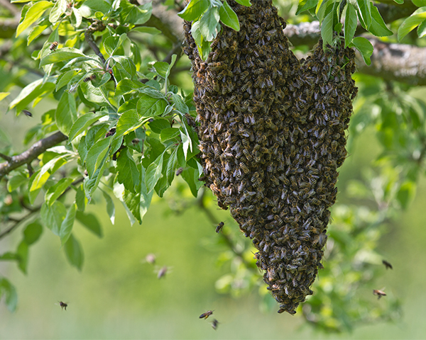 Bienen_Biobetrieb_Stiftolsberg