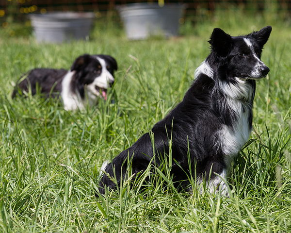 Hunde_Stiftolsberg